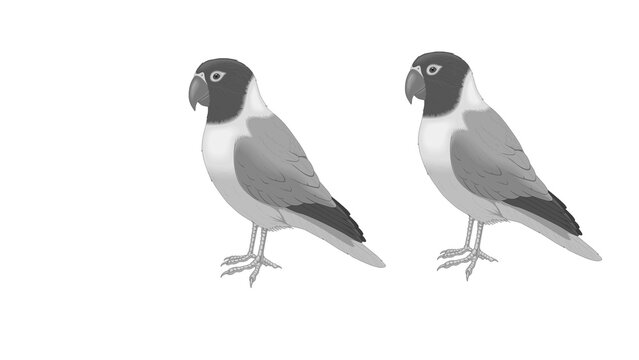 Grey parrot lovebird vector illustration set isolated