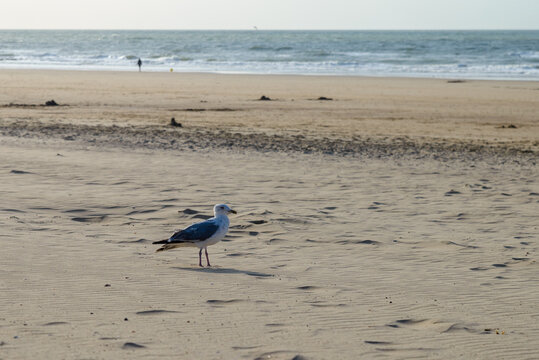 Mouette rieuse pos&eacute;e sur le sable au bord de l'oc&eacute;an