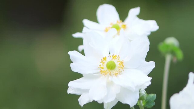 white large flowers of the autumn anemone sway gently in the wind, white flowers of the autumn anemone with a yellow center, buds and flowering autumn anemones, Anemone hupehensis