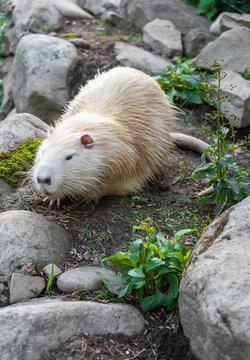 Close-up of an Albino-like Nutria in Natural Habitat: A Wild Myocastor coypus on Rocky Ground