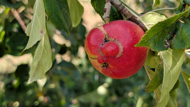Deformed red apple hanging on tree branch in orchard showing severe fruit scarring and growth defect
