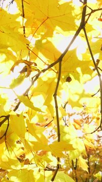 Bright yellow autumn leaves on a maple tree rustling in the wind with warm sunlight shining through the branches, creating a beautiful sun flare on a gorgeous day in a forest or park