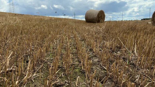 Round straw bale rests among cut crop stubble after harvest, agriculture landscape, rural farming, countryside, seasonal field detail.