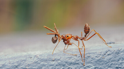 Weaver ant carrying dead insect prey on surface © Pawich Sattalerd