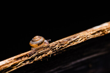 Snail slowly crawling on dry twig in darkness © Pawich Sattalerd