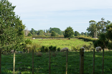 Fototapeta premium Sheep Grazing Behind Fence in Green Pasture in Waikato, New Zealand