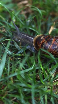 Snail Crawling Through Green Grass in Nature
