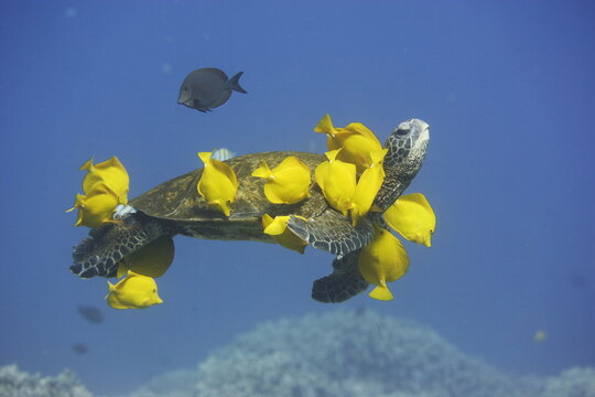 Green sea turtle being cleaned by fish as it swims along off the coast of Hawaii