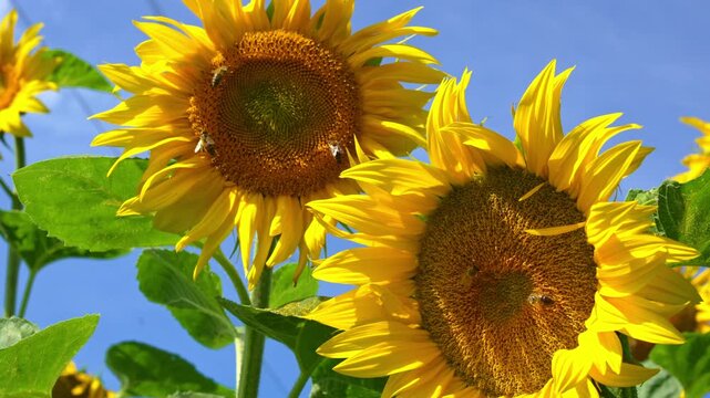 Busy honeybees gathering sweet nectar from a vibrant sunflower, highlighting the crucial role of bees in pollination and supporting plant growth. 4k video.
