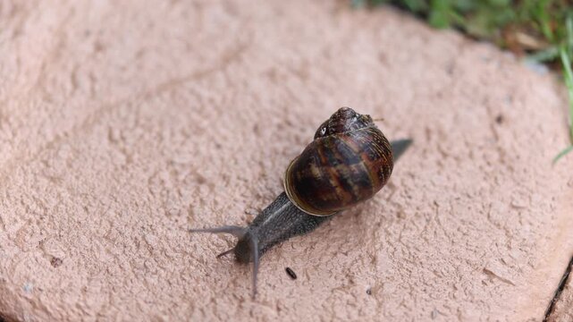 snail on the patch
