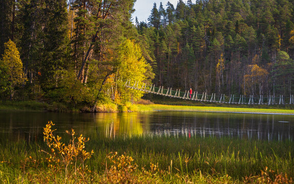 View of a person walking across a suspension bridge over a calm river in Oulanka National Park surrounded by autumn forest in Kuusamo, Finland.
