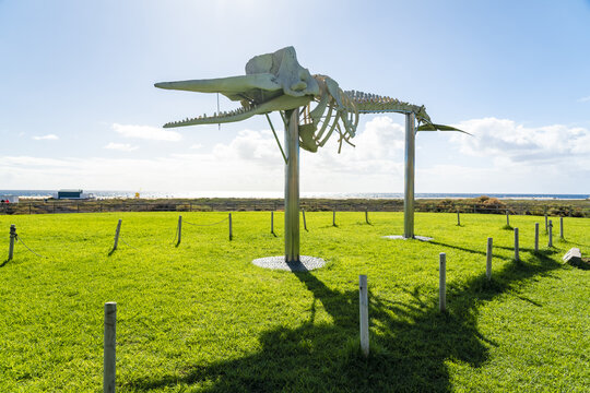 View of the sperm whale skeleton landmark set on a green lawn with the ocean in the background in Morro Jable, Canary Islands, Spain.