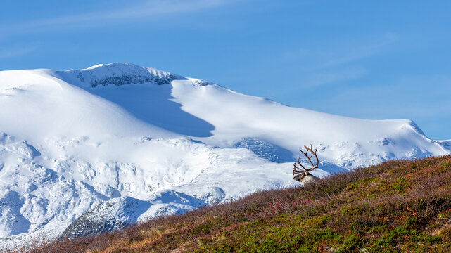 View of a reindeer with large antlers standing on a hillside with autumn vegetation, set against snow-covered mountains under a clear blue sky in Valldal, More og Romsdal, Norway.