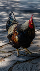 Colorful rooster walking on a sunlit stone path © di-photo