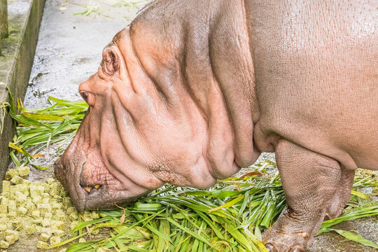 動物園で撮影したカバ（河馬）のクローズアップ