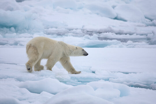 Polar Bear walking on sea ice near Svalbard