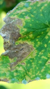 Vertical video of diseased cucumber leaf affected by fungal infection or downy mildew close up. Macro view of yellow plant spots and brown dry necrotic tissue damage on agriculture crop in garden