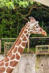 動物園で撮影したアミメキリンのクローズアップ © pespiero