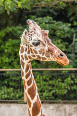 動物園で撮影したアミメキリンのクローズアップ © pespiero