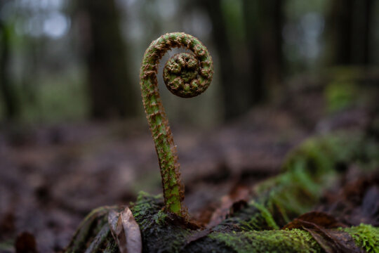 Involute fern fiddlehead in forest moss, growth and nature renewal concept