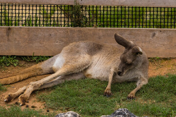 動物園で撮影したカンガルーのクローズアップ © pespiero