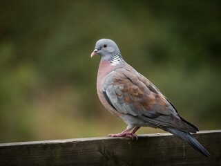 Fototapeta premium Close-up of a colorful pigeon perched on a wooden surface outdoors