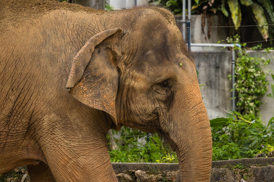 動物園で撮影したインドゾウ（アジアゾウ）のクローズアップ