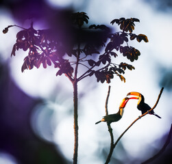 toucan couple on a tree © Agata Carr