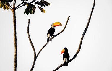 toucans on a tree © Agatha Carr