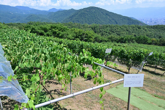夏のワイン用ぶどう畑　山梨県甲斐市