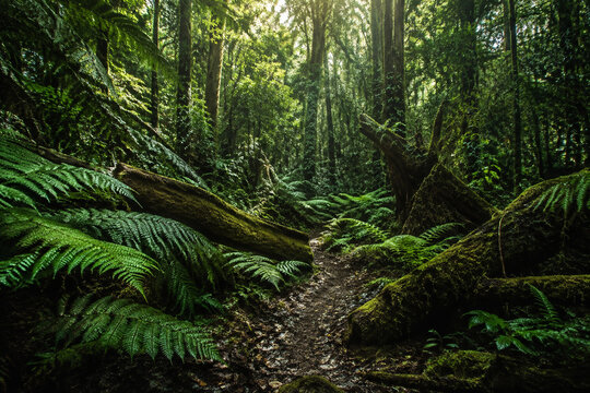 Uncivilized primeval forest floor with ferns and mossy logs