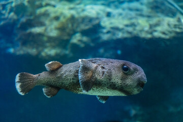 水族館で撮影したイシガキフグのクローズアップ © pespiero