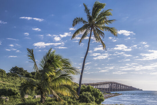 View of the 7 Mile Bridge seen from Vista Point with lush palm trees in the foreground under a bright blue sky in Marathon, Florida, United States.