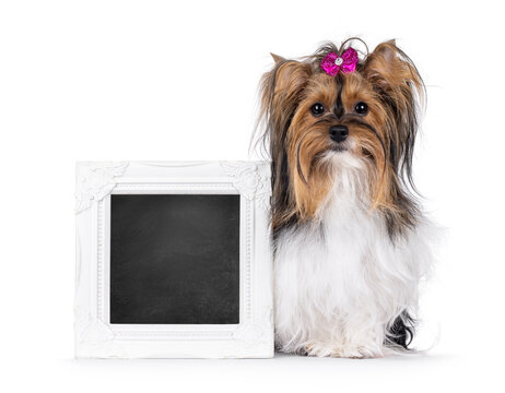 Pretty Biewer Terrier dog sitting up facing front beside with blackboard filled picture frame. Wearing pink bow toe in hair. Looking straight to camera. Isolated on a white background.