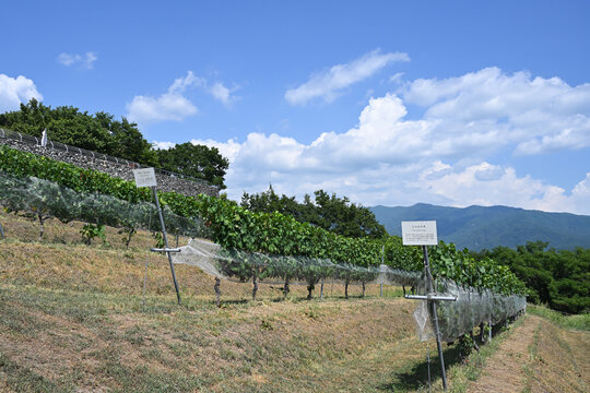 夏のワイン用ぶどう畑　山梨県甲斐市