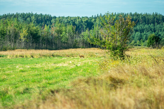 A beautiful view of a forest clearing with trees and a roe deer.