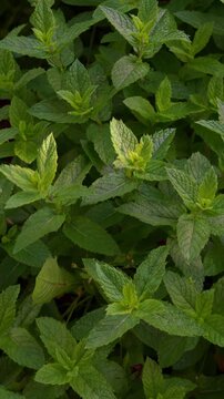 Mint leaves closeup background, fresh spearmint, peppermint plants growing and creating natural green pattern.