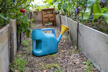 Blue watering can standing in greenhouse walkway © Mila