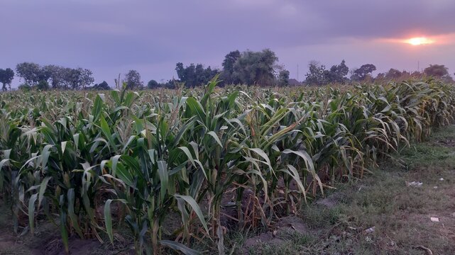 Scenic eye-level view of a lush green cornfield stretching alongside a paved rural road under a dramatic evening or early morning sky.
