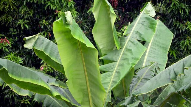 Light monsoon rainfall over the green banana tree vegetation