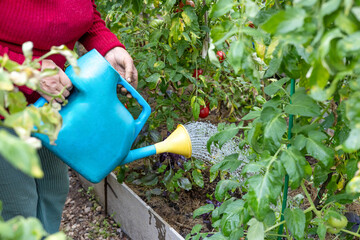 Gardener watering tomato plants with watering can © Mila