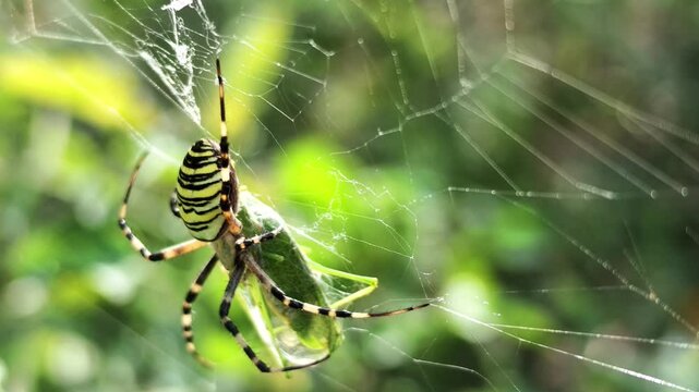 Wespenspinne, Argiope bruennichi im Netz, frisst Heuschrecke und beim Einspinnen der Beute, Zebraspinne