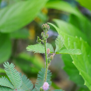 Close-up detailed photo of a Mimosa pudica plant showing sensitive leaves and delicate pink flower buds outdoors.