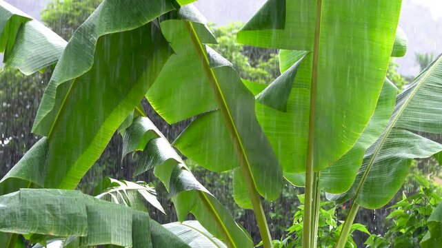 Heavy monsoon rainfall over the green banana tree vegetation
