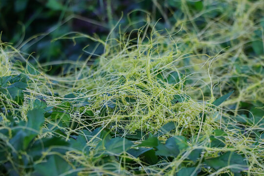 Field view of yellow dodder vine Cuscuta entwining green garden leaves in bright natural lighting.