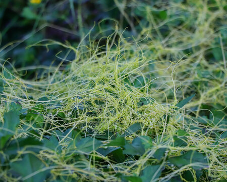 Parasitic dodder plant Cuscuta with thin yellow stems covering green foliage in a natural garden setting.