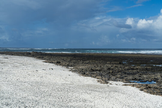 View of Popcorn Beach with white coral fragments resembling popcorn, dark volcanic rocks, and the Atlantic Ocean under a blue sky, Corralejo, Canarias, Spain.