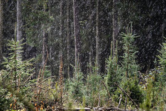 View of young pine trees in Klosterhede Plantage during a heavy rainstorm with dense forest in the background, Denmark.