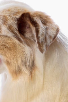 Closeup of Australian Shepherd ear and soft multicolored neck fur. Concept of coat texture, ear anatomy, pet grooming, breed detail, animal care.