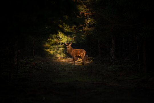 View of a red deer stag standing in a spotlight in the dark forest of Klosterhede Plantage, Denmark.